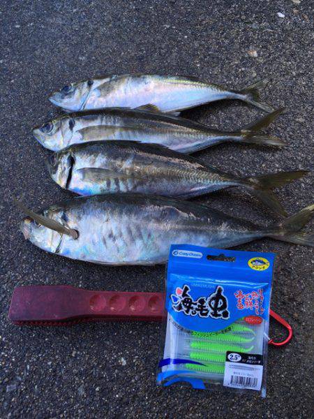 渡船屋たにぐち 釣果