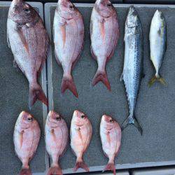 SeaRide(シーライド) 釣果