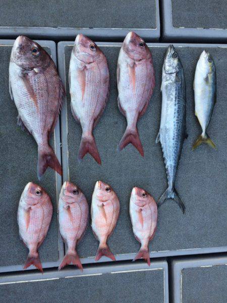 SeaRide(シーライド) 釣果