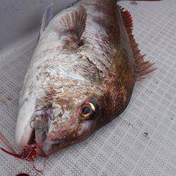 まるいち丸 ZERO-1 釣果