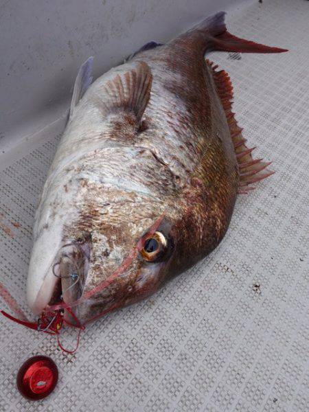 まるいち丸 ZERO-1 釣果