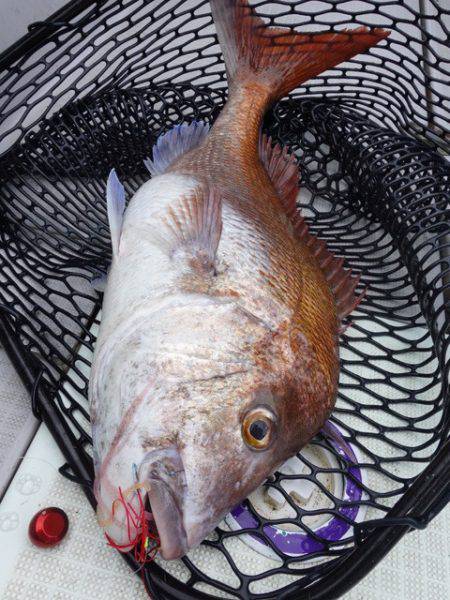 まるいち丸 ZERO-1 釣果