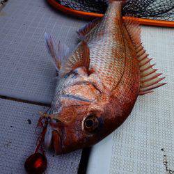 まるいち丸 ZERO-1 釣果