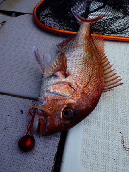 まるいち丸 ZERO-1 釣果