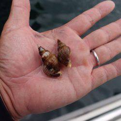 まるいち丸 ZERO-1 釣果