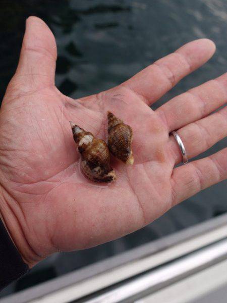 まるいち丸 ZERO-1 釣果