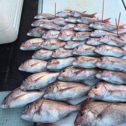 エムズジャーク（M’s JERK） 釣果