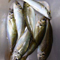 まるいち丸 ZERO-1 釣果