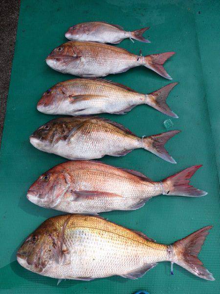 まるいち丸 ZERO-1 釣果