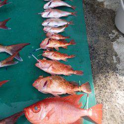 まるいち丸 ZERO-1 釣果