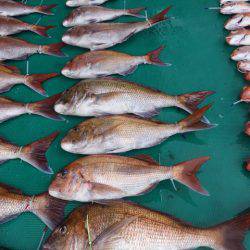 まるいち丸 ZERO-1 釣果