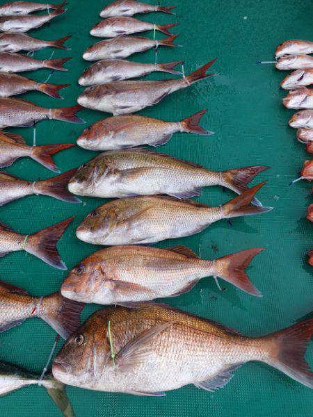 まるいち丸 ZERO-1 釣果