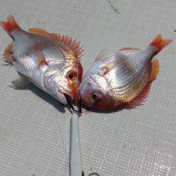 まるいち丸 ZERO-1 釣果