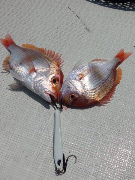 まるいち丸 ZERO-1 釣果