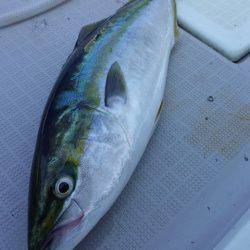 まるいち丸 ZERO-1 釣果