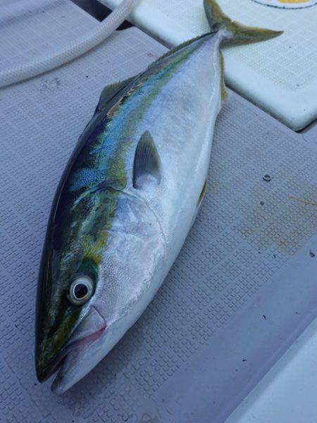 まるいち丸 ZERO-1 釣果