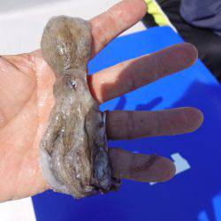 まるいち丸 ZERO-1 釣果