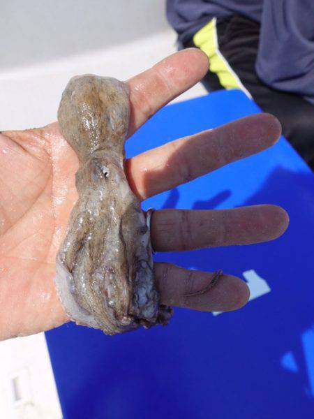 まるいち丸 ZERO-1 釣果