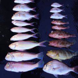 まるいち丸 ZERO-1 釣果