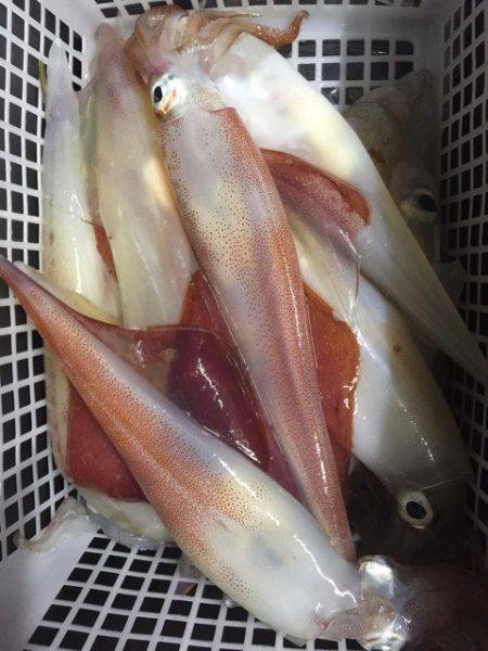 第二龍勢丸 釣果