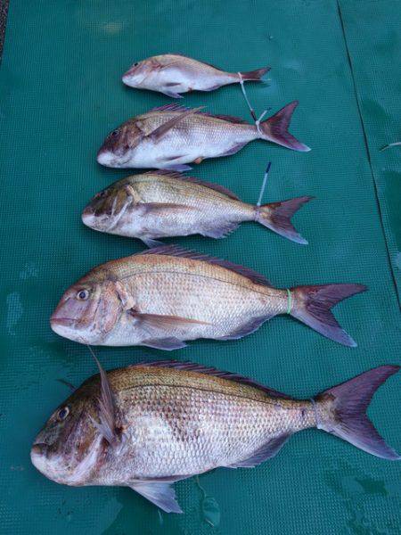 まるいち丸 ZERO-1 釣果