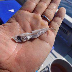 まるいち丸 ZERO-1 釣果