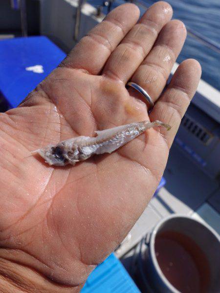 まるいち丸 ZERO-1 釣果