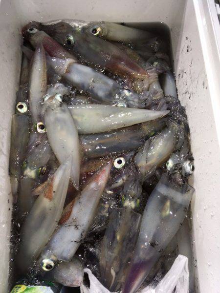 第二八坂丸 釣果