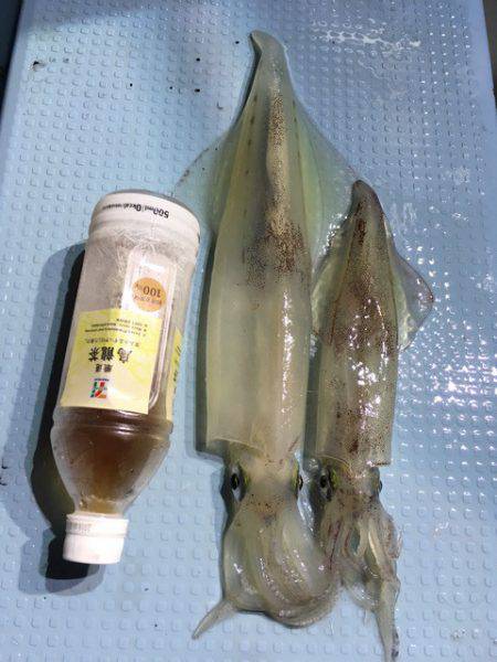 第二八坂丸 釣果