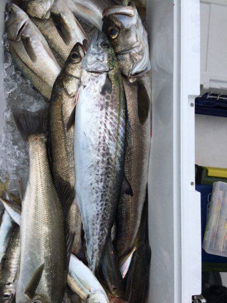 うさぎ丸 釣果