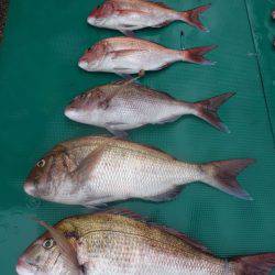 まるいち丸 ZERO-1 釣果