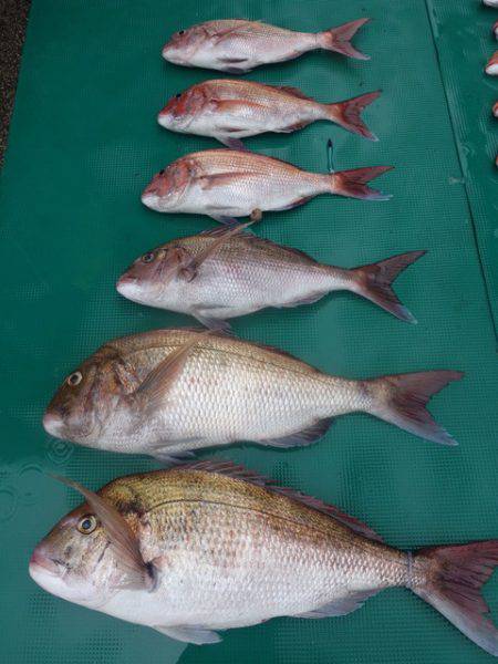 まるいち丸 ZERO-1 釣果