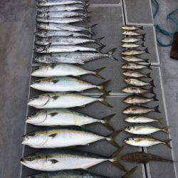 SeaRide(シーライド) 釣果