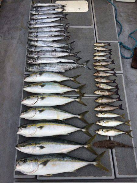 SeaRide(シーライド) 釣果