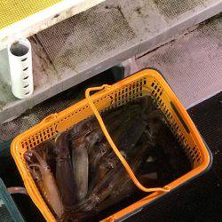 シーランチ 釣果