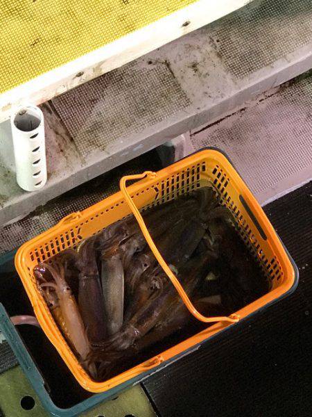 シーランチ 釣果