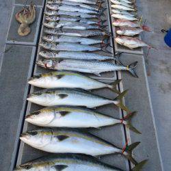 SeaRide(シーライド) 釣果