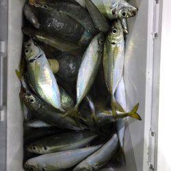 ヤザワ渡船 釣果