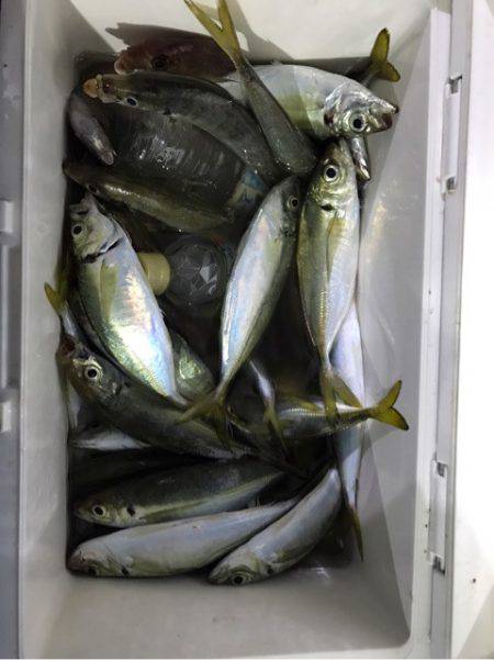 ヤザワ渡船 釣果