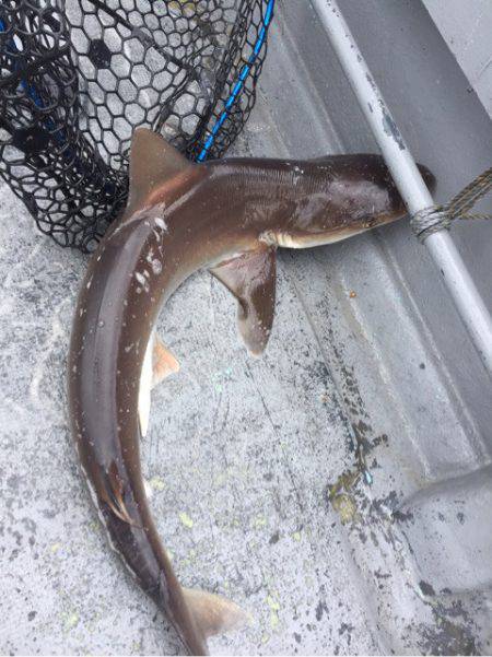 第二 海洋丸 釣果