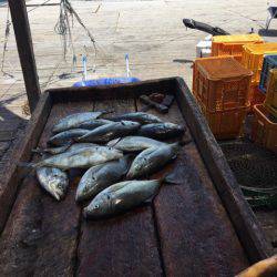 釣り堀水宝 釣果