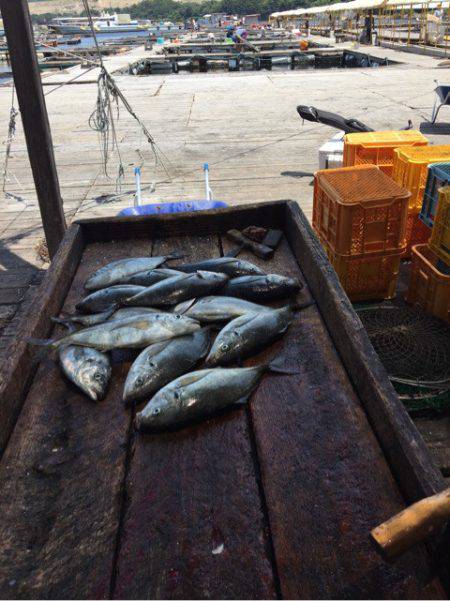 釣り堀水宝 釣果