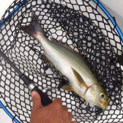 「LaGooN」蒼陽丸 日和号 釣果