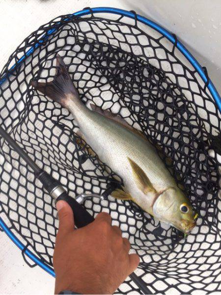 「LaGooN」蒼陽丸 日和号 釣果