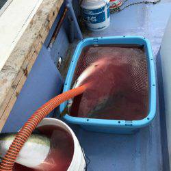 第二 つれたか丸 釣果