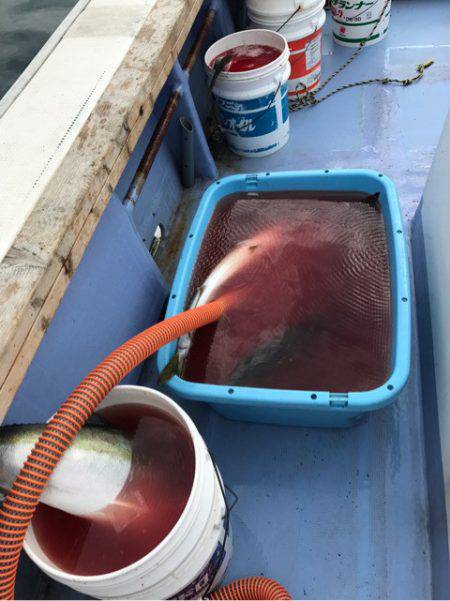 第二 つれたか丸 釣果