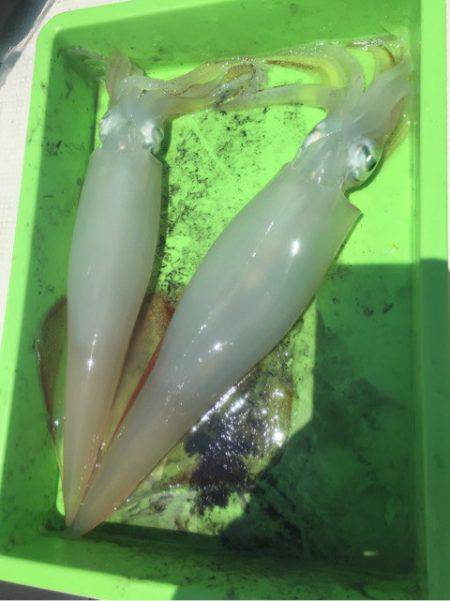 「LaGooN」蒼陽丸 日和号 釣果