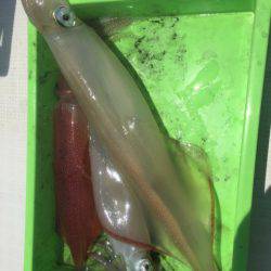 「LaGooN」蒼陽丸 日和号 釣果