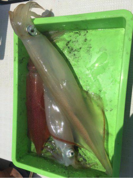 「LaGooN」蒼陽丸 日和号 釣果