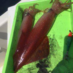 「LaGooN」蒼陽丸 日和号 釣果